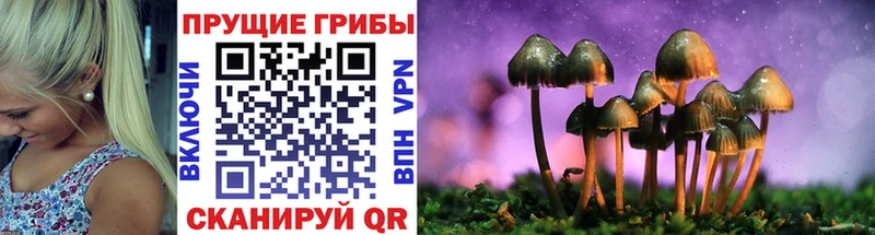 Галлюциногенные грибы Cubensis  купить  сайты  Жердевка 